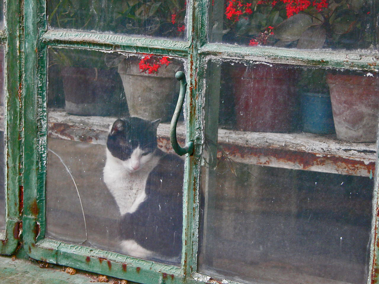 cat in the window