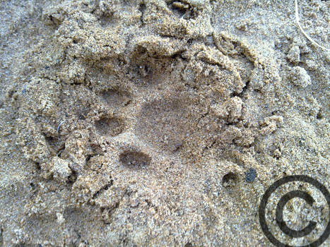 cat foot print