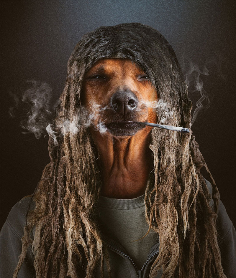 Rasta Dog by EliotSupertramp on DeviantArt