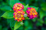 Lantana camara by drwhang