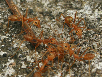 Ants2