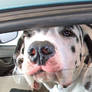 Great Dane in Car