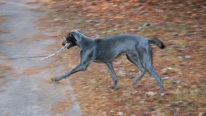 Blue Great Dane Running