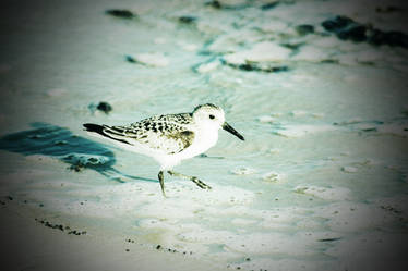 Sandpiper