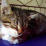 Sleeping cat no.2