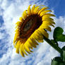 Epic Sunflower