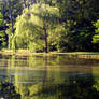 Reflections and Algae