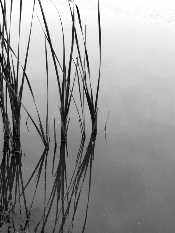 Reeds