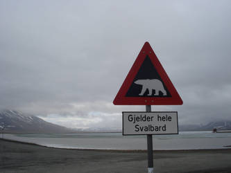 Caution: Polar Bears