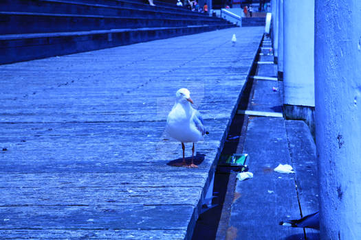 Don't call me Darling (Harbour)