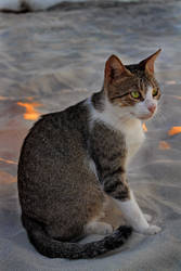 Routine of Mother Cat of The Coastal Sands