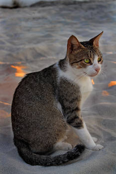 Routine of Mother Cat of The Coastal Sands