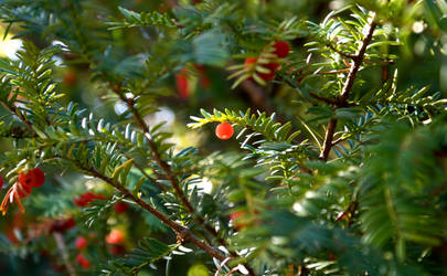 taxus baccata