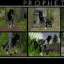Prophet - FeralHeart Preset