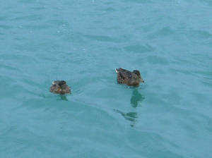 Duckies on Lake Michigan