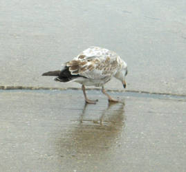 Baby Seagull