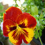 Simply A Pansy