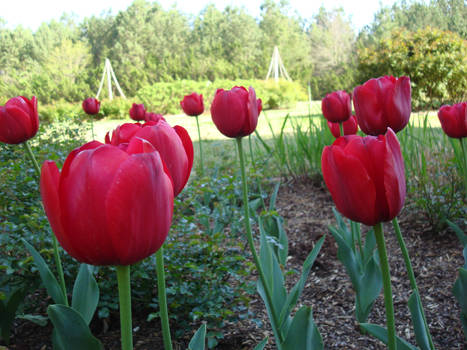 Tulip Paridise