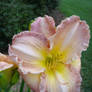 Daylilly Beauty