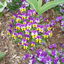 Purple and Yellow  Pansies