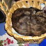 Kitty in Basket