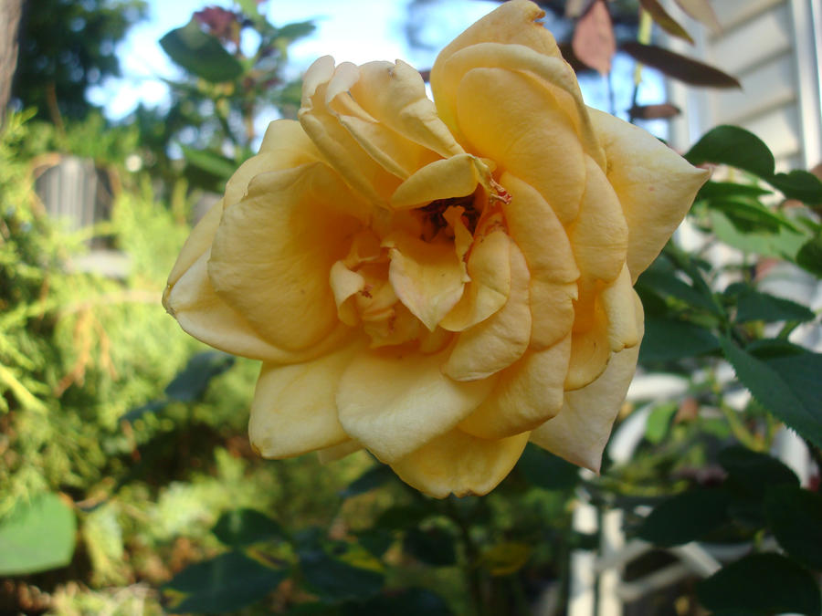 Yellow Rose Beauty