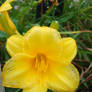 Pretty Yellow Daylilly