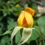 Yellow Rosebud Beauty