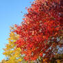 Red and golds beauty