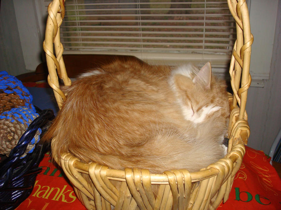 Basket full of love