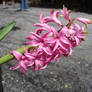 Pink Flowers