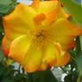 Yellow orange roses