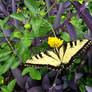 atlanta swallowtail