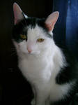 Patches Portrait by aragornsparrow