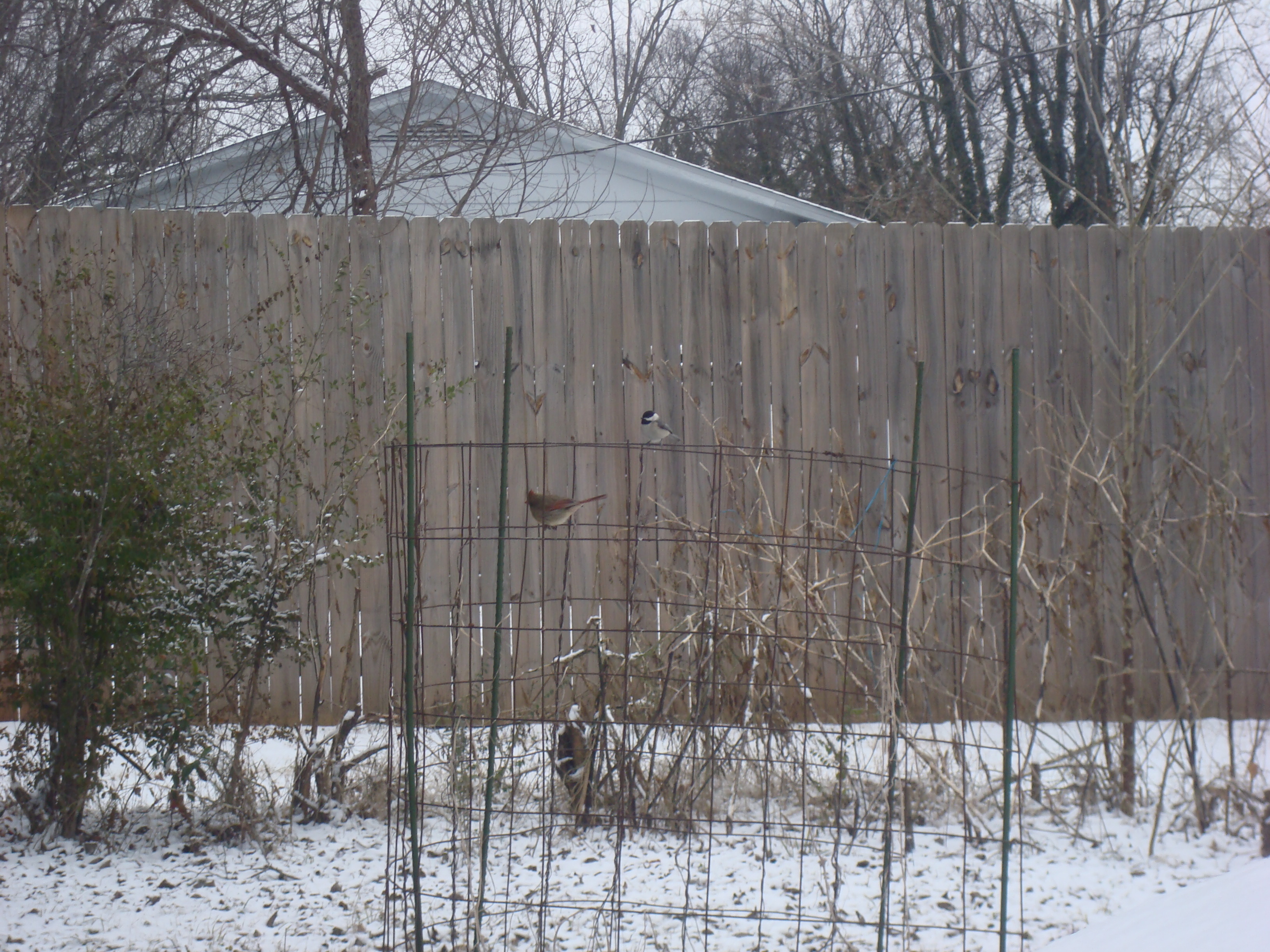 Chickadee And Cardinal In Snow