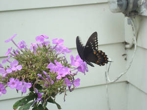 black swallowtail Butterfly