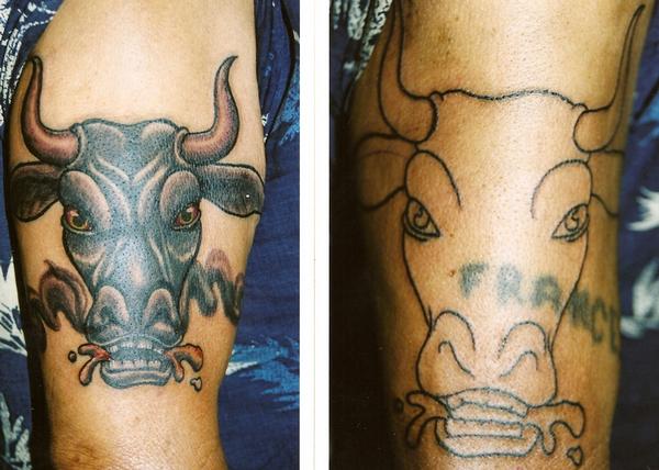 Bull Cover-up