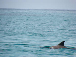 Dolphin and Light