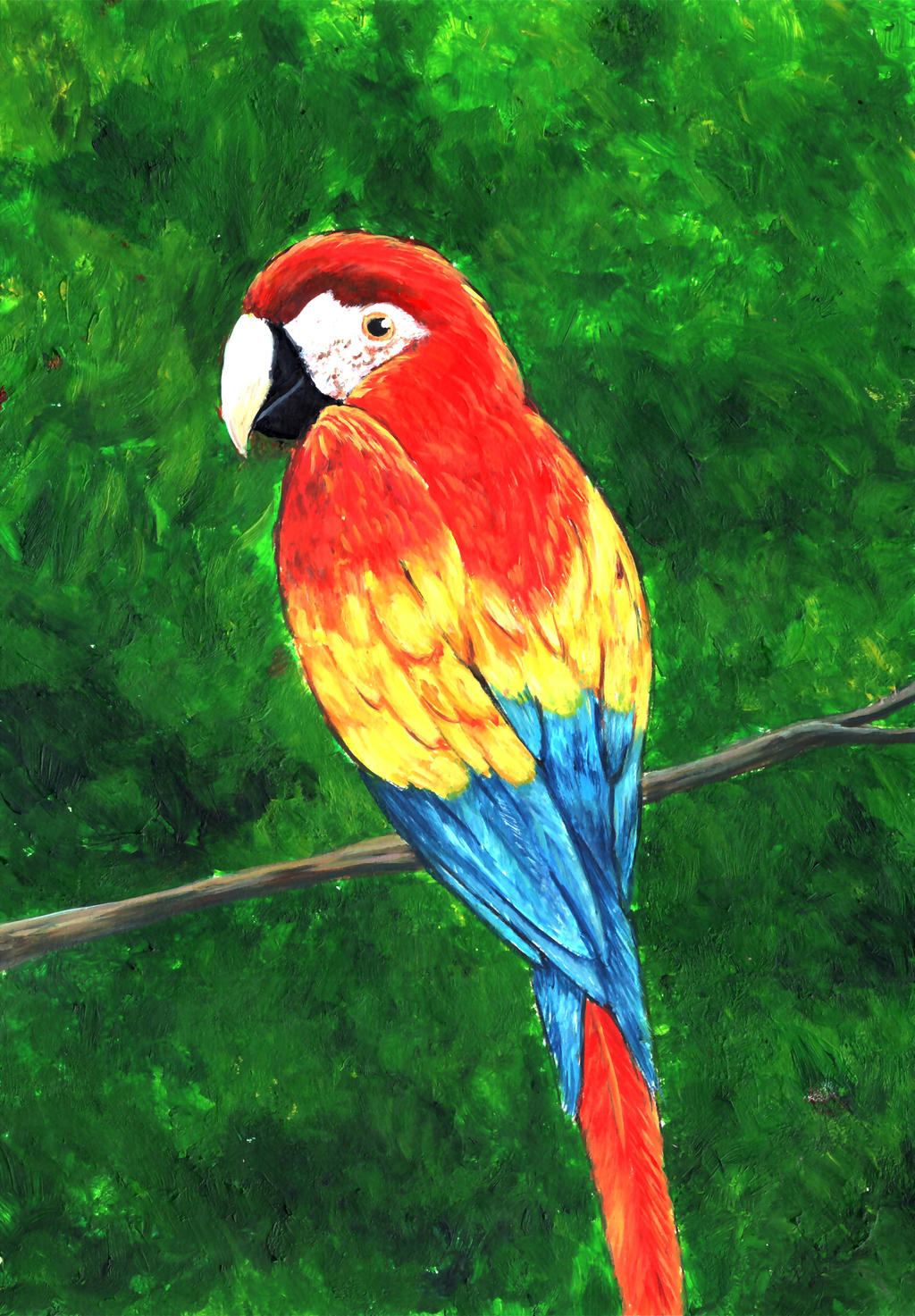 Macaw