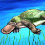 Duck-billed platypus