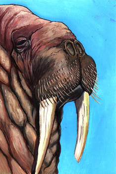 Walrus