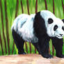 Giant Panda