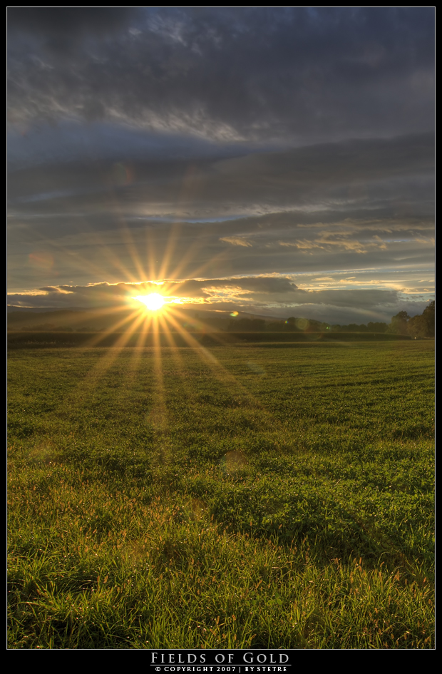 Fields of Gold