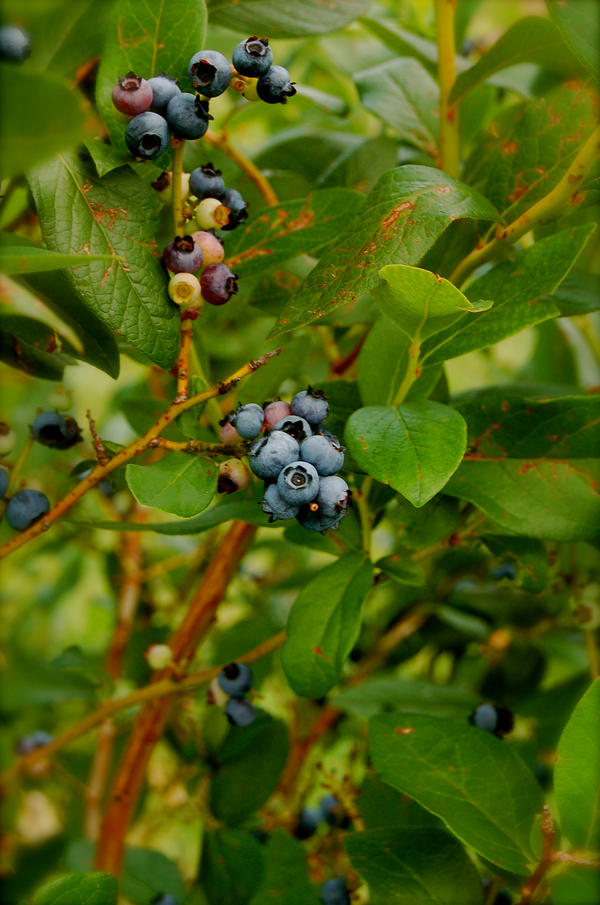 Blueberries