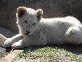 White Lion Cub