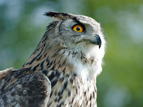 Nuvva Owl
