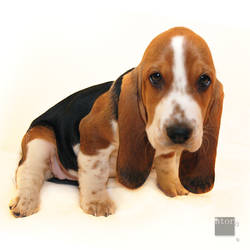 Basset Hound