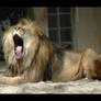 Lion Yawn