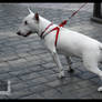 Bullterrier