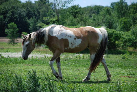 Paint Horse 54798